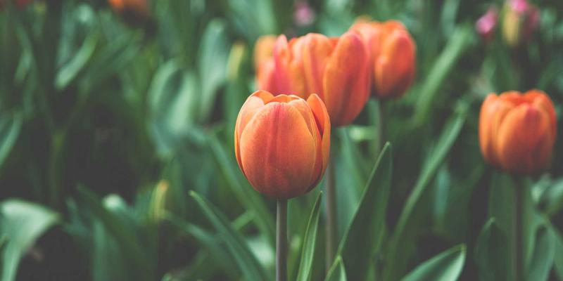 产业园区资源整合：打造产业集群生态与招商引资新引擎