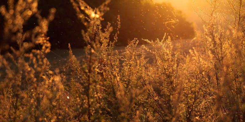 危机管理中的应急资源整合：如何通过商务服务与资源优化构建快速响应的公共安全网络