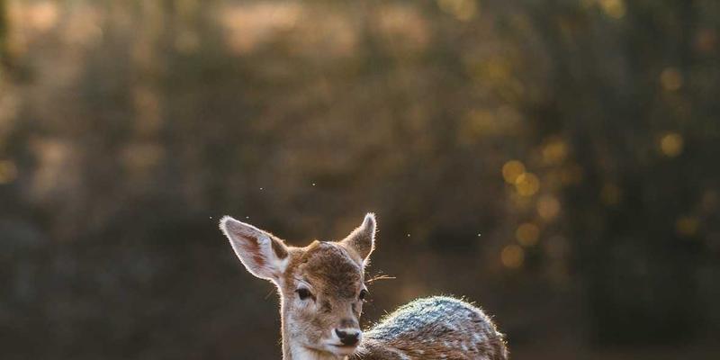 科研仪器设备共享平台：资源整合模式与运营效率优化，赋能企业服务与商业合作