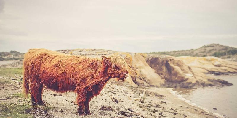 资源优化与整合：构建高效危机管理中的应急资源调度体系